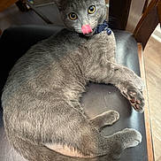 Salem joined the competition — help win amazing prizes! cat, gray_cat, licking, collar, yellow_eyes, chair, black_leather, wooden_furniture, indoor, pet, feline, tongue_out, relaxed, cute, domestic_cat, animal, fur, whiskers, paw, home