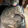 cat, gray_cat, licking, collar, yellow_eyes, chair, black_leather, wooden_furniture, indoor, pet, feline, tongue_out, relaxed, cute, domestic_cat, animal, fur, whiskers, paw, home