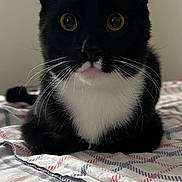 Stig joined the competition — help win amazing prizes! cat, tuxedo_cat, black_and_white, pet, animal, whiskers, bedspread, indoor, feline, cute, wide_eyes, curious, sitting, soft_lighting, portrait, domestic_cat, animal_portrait, close_up, furry, young_cat