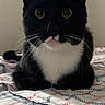cat, tuxedo_cat, black_and_white, pet, animal, whiskers, bedspread, indoor, feline, cute, wide_eyes, curious, sitting, soft_lighting, portrait, domestic_cat, animal_portrait, close_up, furry, young_cat