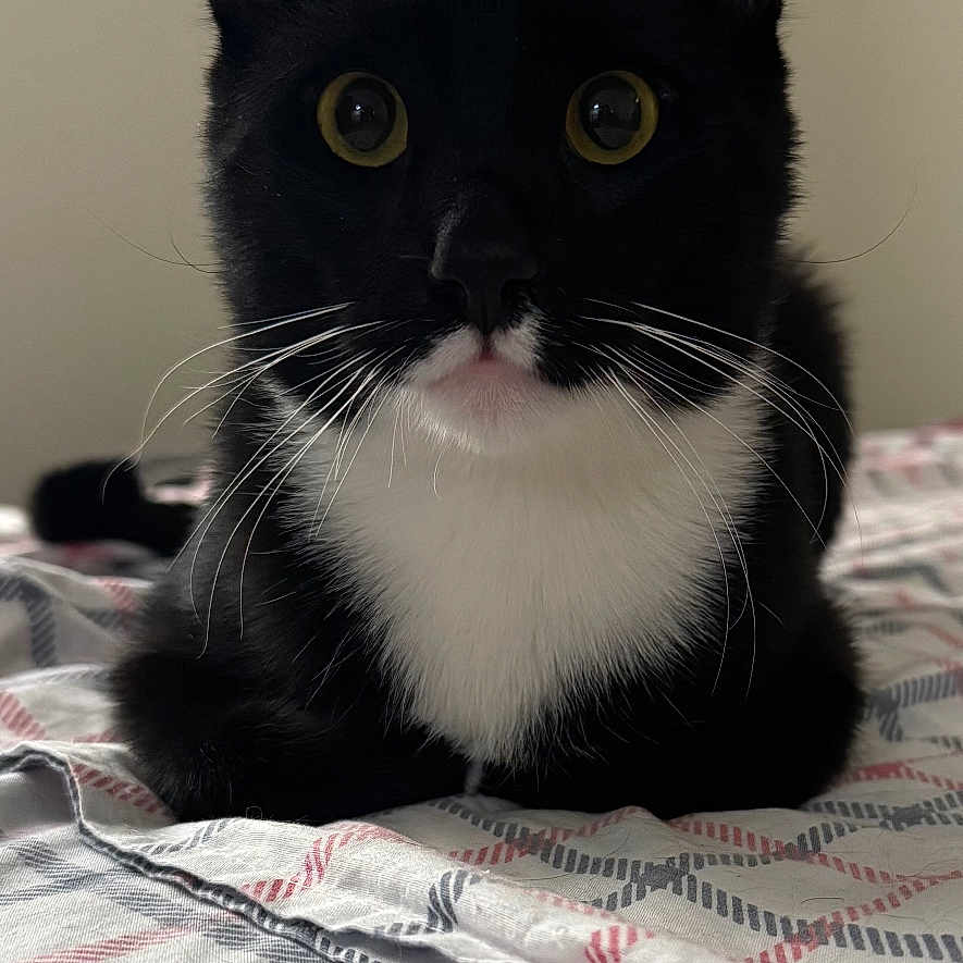 Stig