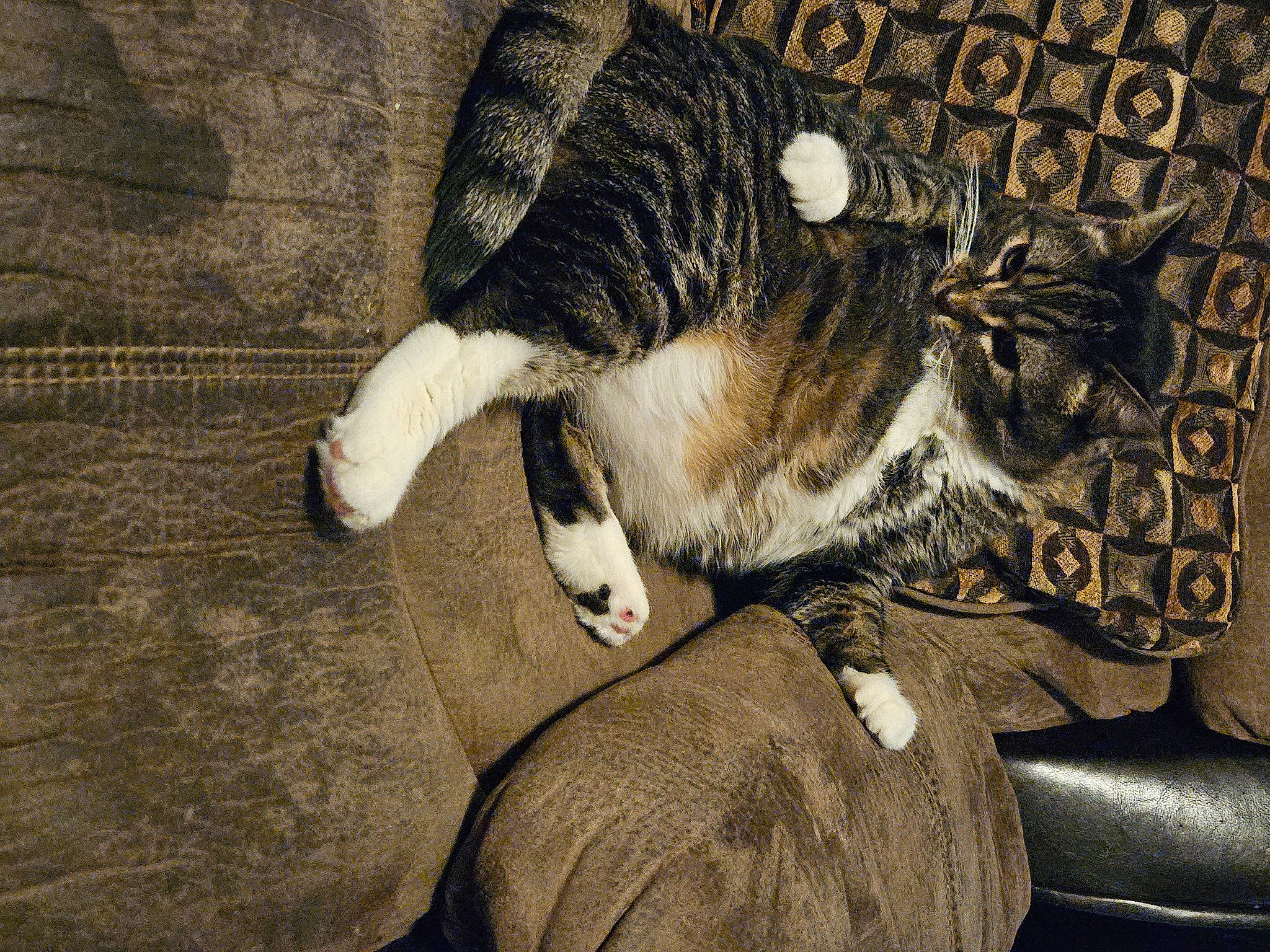 Dash is registered to the contest to win money with this photo: carnivore, cat, claw, comfort, dog_breed, domestic_short_haired_cat, felidae, fur, grey, human_leg, linens, paw, small_to_medium_sized_cats, snout, tail, terrestrial_animal, tree, whiskers, wildlife, wood