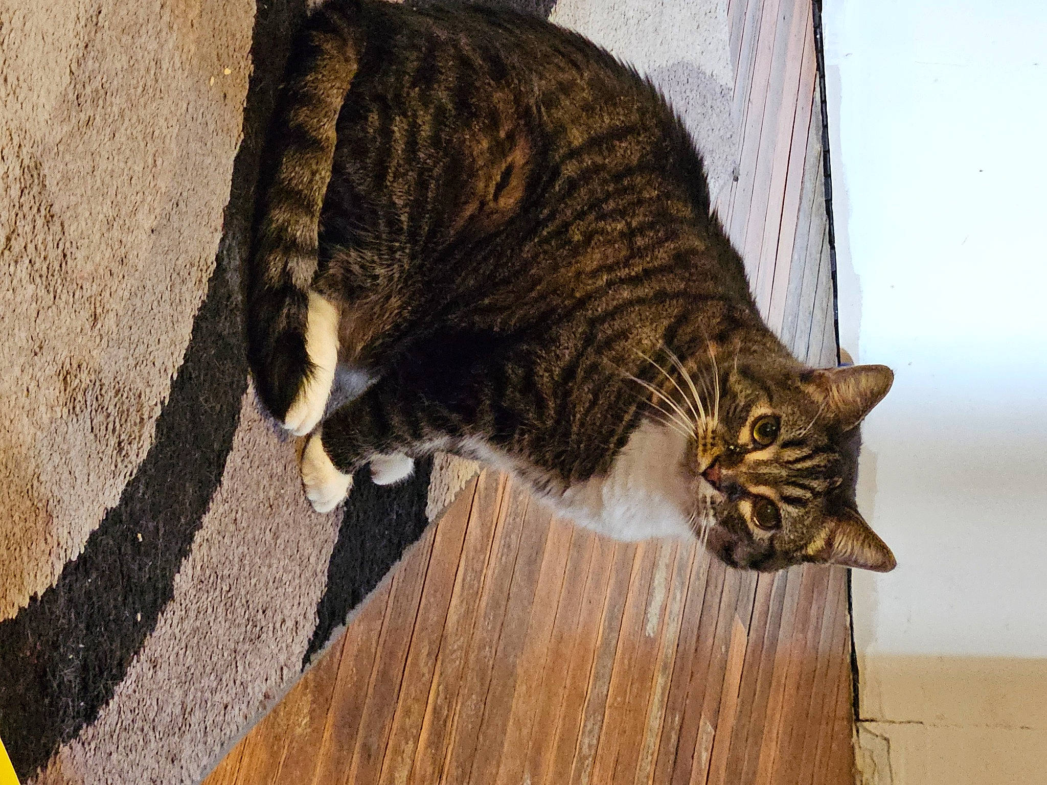 Dash joined the competition — help win amazing prizes! carnivore, cat, domestic_short_haired_cat, felidae, flooring, fur, grass, hardwood, mammal, small_to_medium_sized_cats, snout, tail, terrestrial_animal, tree, vertebrate, whiskers, wildlife, window, wood, wood_flooring