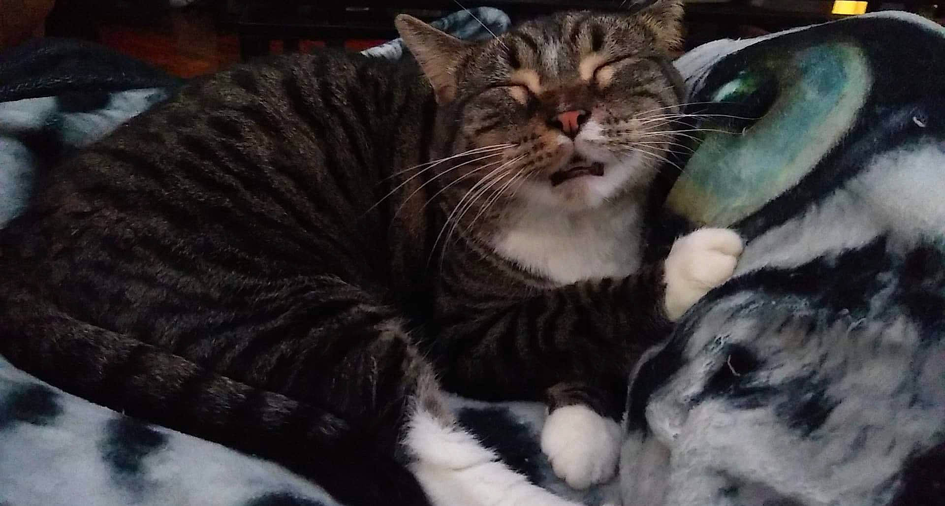 Dash is registered to the contest to win money with this photo: carnivore, cat, cat_bed, cat_supply, claw, comfort, domestic_short_haired_cat, felidae, fur, nap, paw, small_to_medium_sized_cats, snout, whiskers