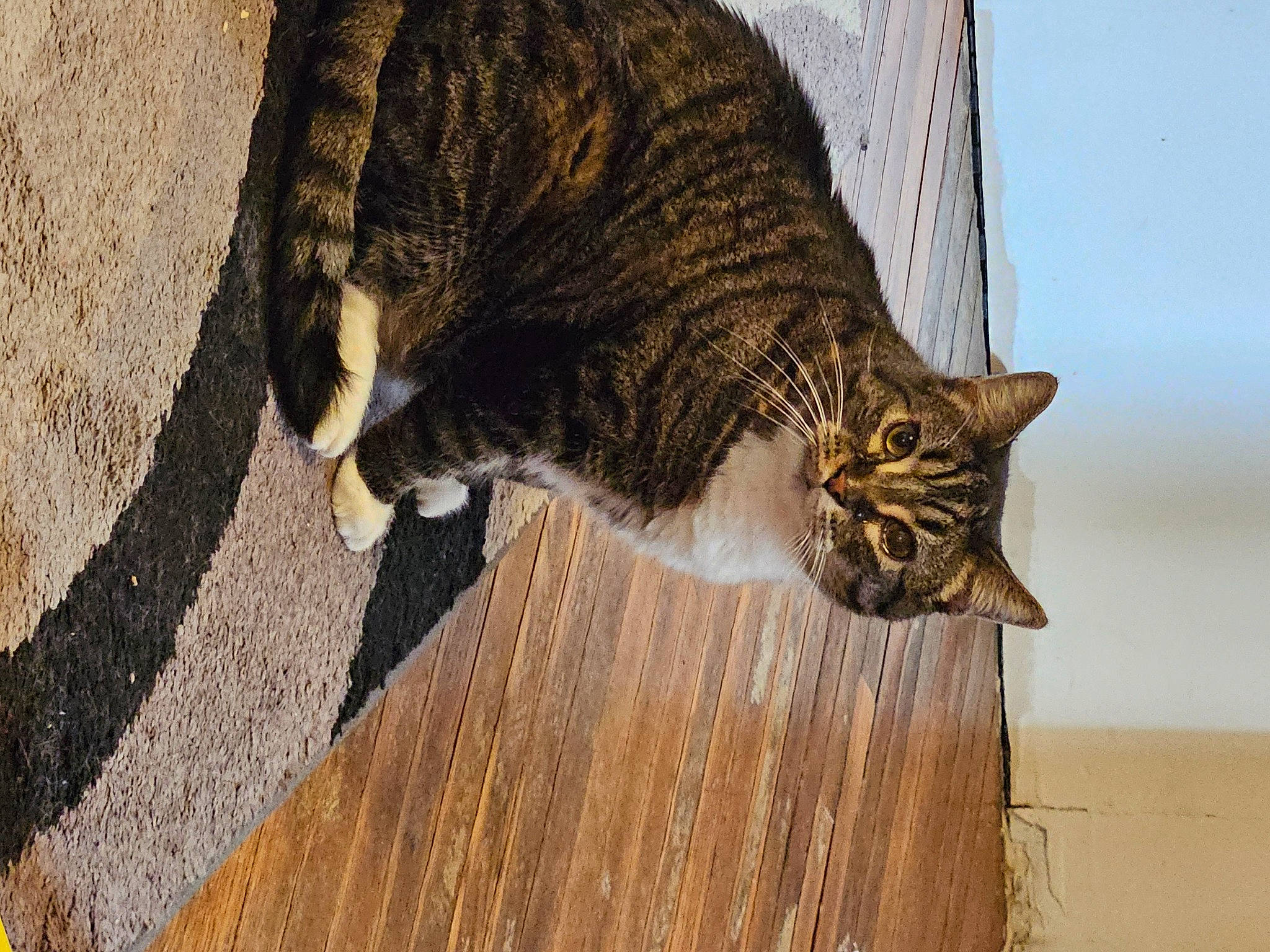 Dash is registered to the contest to win money with this photo: carnivore, cat, domestic_short_haired_cat, felidae, flooring, fur, grass, hardwood, paw, small_to_medium_sized_cats, snout, tail, terrestrial_animal, tree, trunk, whiskers, wildlife, wood, wood_flooring, wood_stain