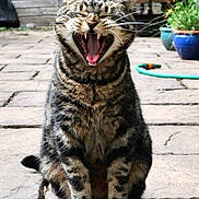Henry joined the competition — help win amazing prizes! animal, cat, domestic_animal, expression, fur, garden, hose, mouth_open, nature, outdoor, paws, pet, plant_pot, sitting, stone_patio, tabby, teeth, tongue, whiskers, yawning