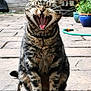 animal, cat, domestic_animal, expression, fur, garden, hose, mouth_open, nature, outdoor, paws, pet, plant_pot, sitting, stone_patio, tabby, teeth, tongue, whiskers, yawning