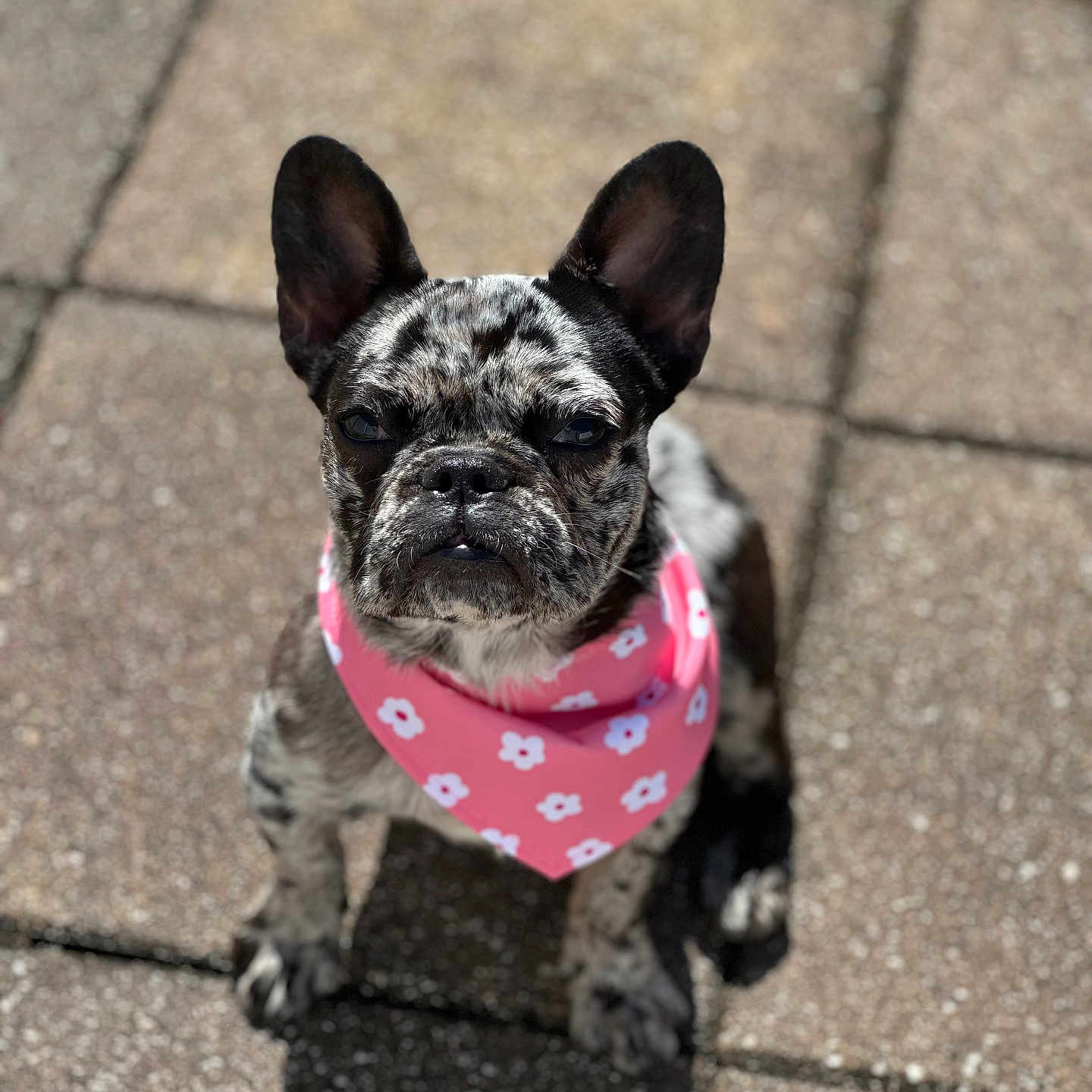 Daisy is registered to the contest to win money with this photo: accessories, animal, bandana, bostonbull, bulldog, canine, clothing, dog, formalwear, frenchbulldog, headband, leash, pet, pitbull, pug, puppy, scarf, soil, strap, tie