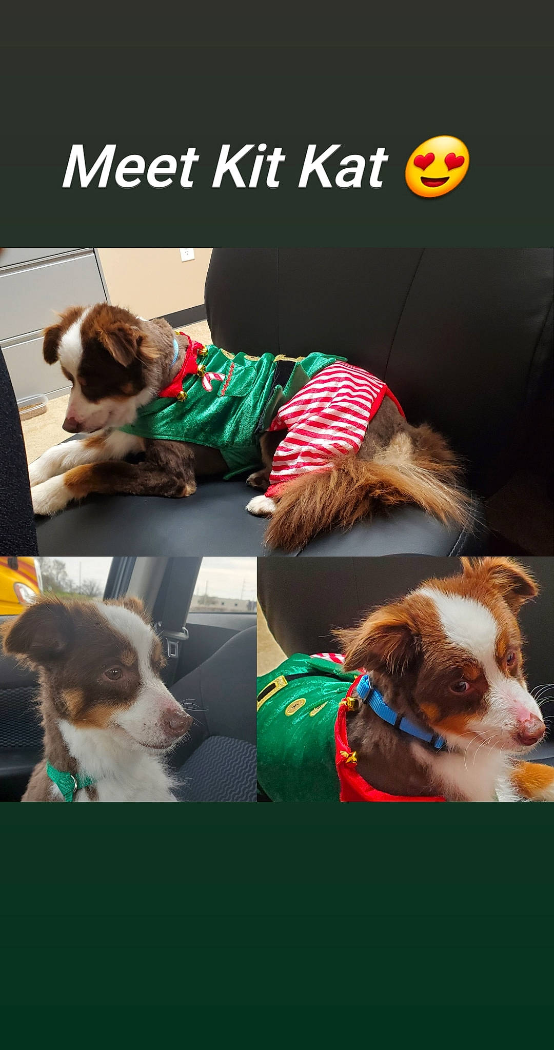 Kit Kat joined the competition — help win amazing prizes! brittany, canidae, carnivore, cavalier_king_charles_spaniel, companion_dog, dog, dog_breed, ear, photo_caption, puppy, puppy_love, sporting_group