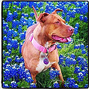 Lilly Bug is registered to the contest to win money with this photo: animal, blue_flowers, brown_dog, canine, dog, ears_up, field, flora, grass, happy, nature, outdoor, peace_sign_tag, pet, pink_collar, playful, spring, summer, tongue_out, vibrant_colors