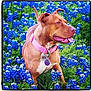 animal, blue_flowers, brown_dog, canine, dog, ears_up, field, flora, grass, happy, nature, outdoor, peace_sign_tag, pet, pink_collar, playful, spring, summer, tongue_out, vibrant_colors