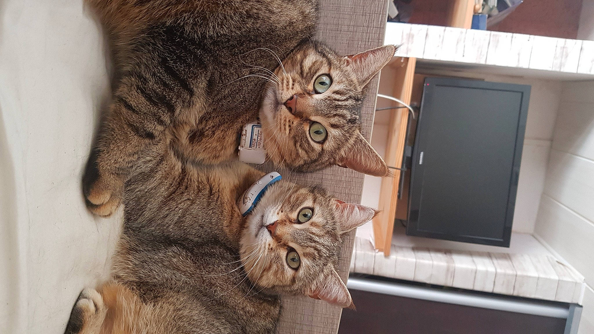 Loulou participe au concours pour gagner de l'argent avec cette photo : carnivore, cat, claw, domestic_short_haired_cat, ear, felidae, fur, paw, small_to_medium_sized_cats, snout, tail, whiskers, window, wood