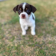 Coco Contreras is registered to the contest to win money with this photo: adorable, animal, brown, cute, dog, ears, eyes, fur, grass, nature, nose, outdoor, pet, portrait, puppy, small, standing, summer, white, young