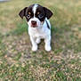 adorable, animal, brown, cute, dog, ears, eyes, fur, grass, nature, nose, outdoor, pet, portrait, puppy, small, standing, summer, white, young