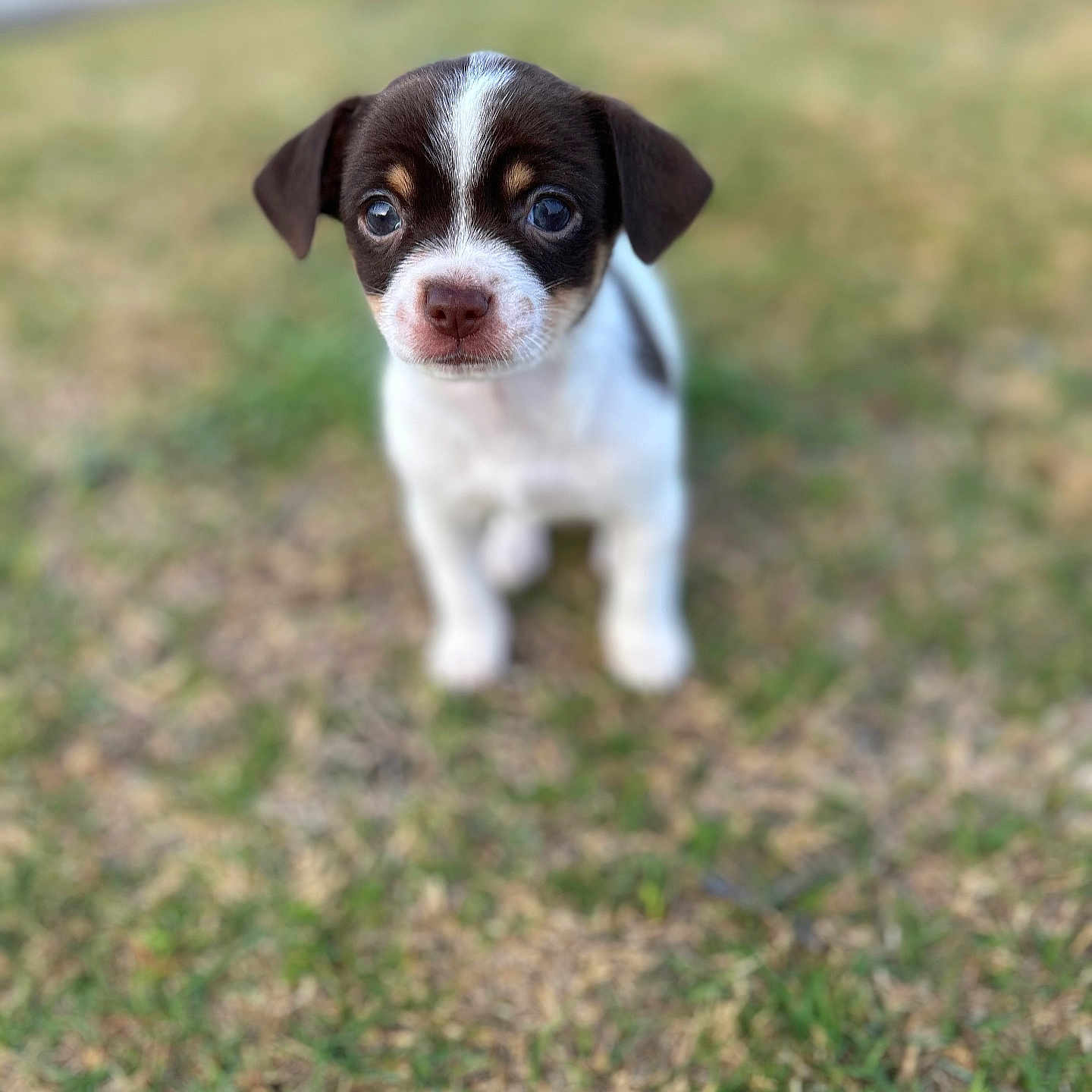 Coco Contreras is registered to the contest to win money with this photo: adorable, animal, brown, cute, dog, ears, eyes, fur, grass, nature, nose, outdoor, pet, portrait, puppy, small, standing, summer, white, young