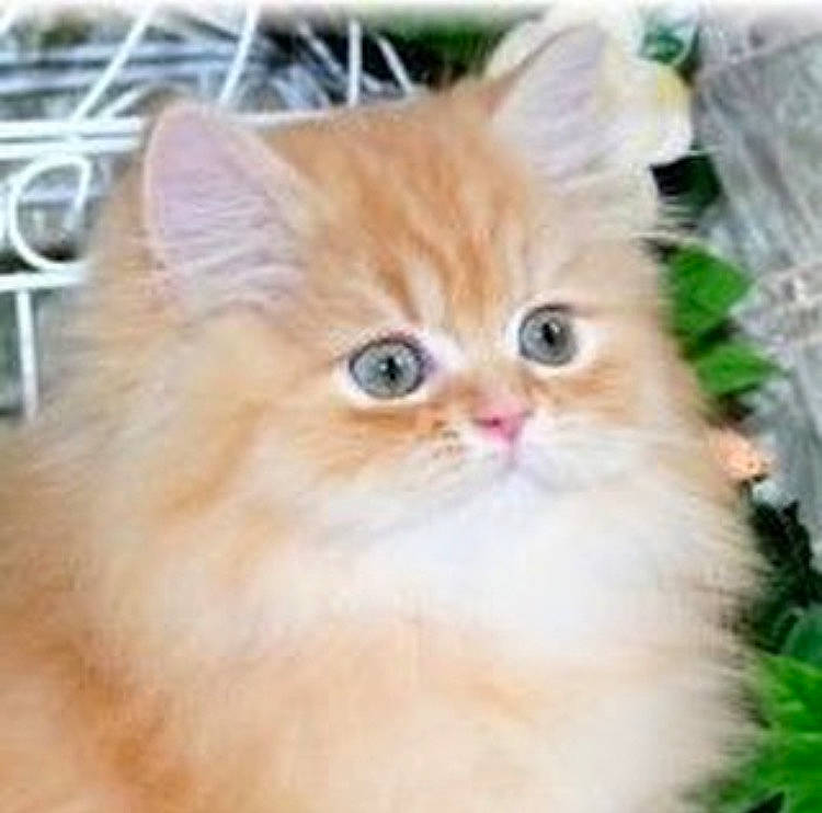 Elmo joined the competition — help win amazing prizes! british_longhair, carnivore, cat, fawn, felidae, fur, persian, plant, small_to_medium_sized_cats, snout, terrestrial_animal, whiskers, wood