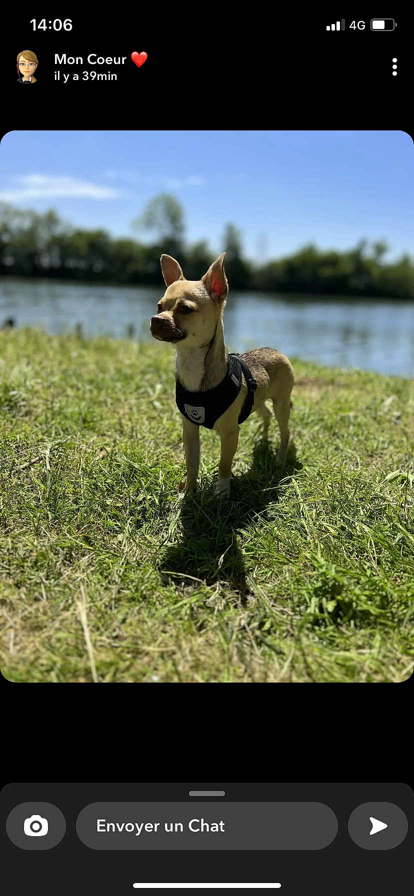 Pringles participe au concours pour gagner de l'argent avec cette photo : dog, small_dog, outdoor, grass, harness, river, water, nature, sunny, shadow, canine, pet, park, blue_sky, trees, animal, daylight, mammal, standing, focused