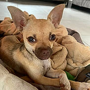 Pringles participe au concours pour gagner de l'argent avec cette photo : dog, chihuahua, puppy, pet, blanket, indoors, living_room, fur, ears, cute, small_dog, animal, canine, resting, comfort, floor, brown, tan, domestic_animal, household