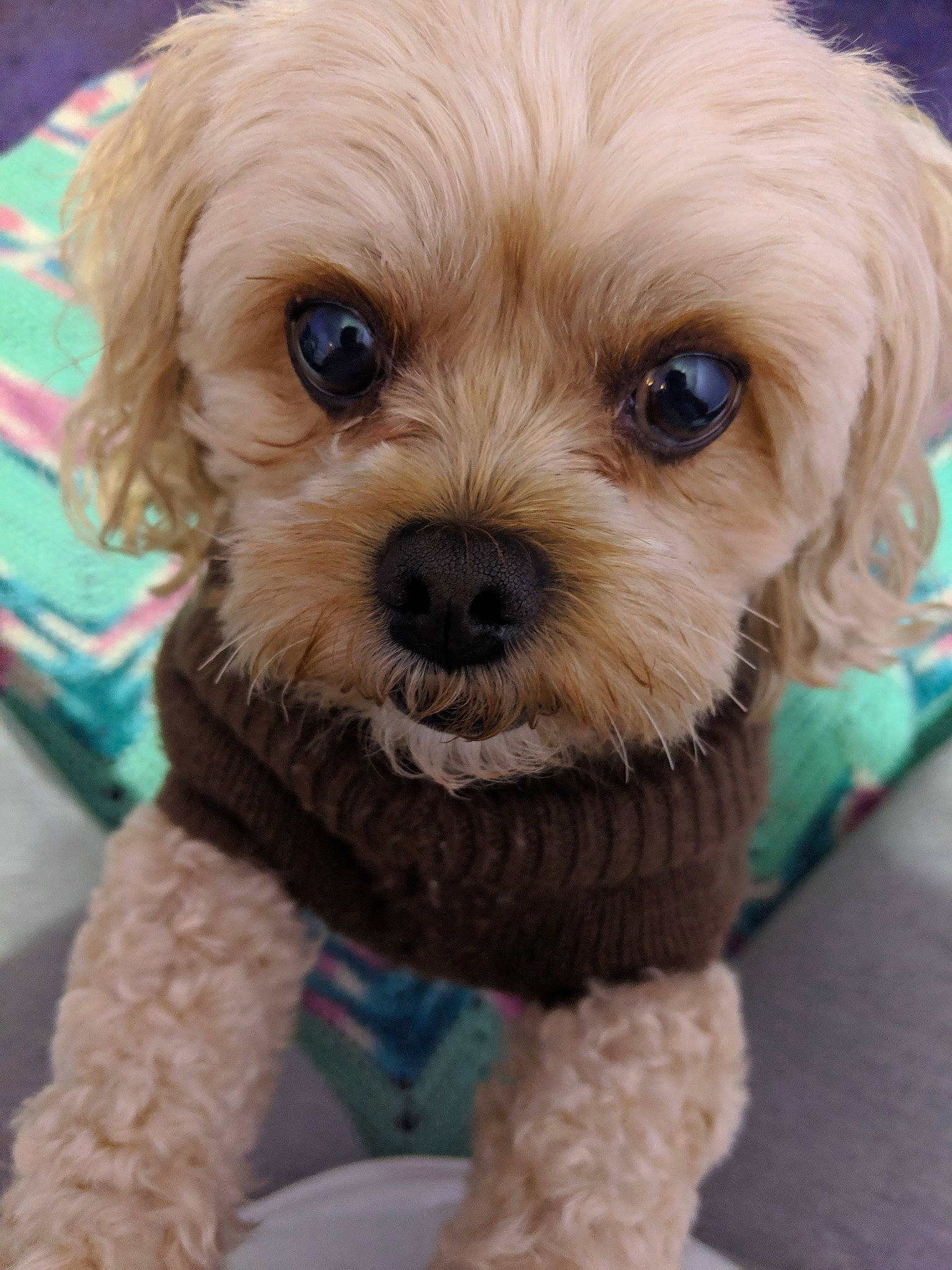 Duc is registered to the contest to win money with this photo: canidae, carnivore, cavachon, cavapoo, cockapoo, companion_dog, dog, dog_breed, maltepoo, mammal, miniature_poodle, pekapoo, person, poodle_crossbreed, puppy, schnoodle, shih_poo, snout, toy_poodle, vertebrate