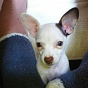 Kaylee is registered to the contest to win money with this photo: chihuahua, puppy, dog, small_dog, ears, socks, cozy, cute, pet, animal, white_dog, brown_spot, indoor, close_up, looking, curious, legs, fluffy, texture, soft