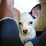 chihuahua, puppy, dog, small_dog, ears, socks, cozy, cute, pet, animal, white_dog, brown_spot, indoor, close_up, looking, curious, legs, fluffy, texture, soft