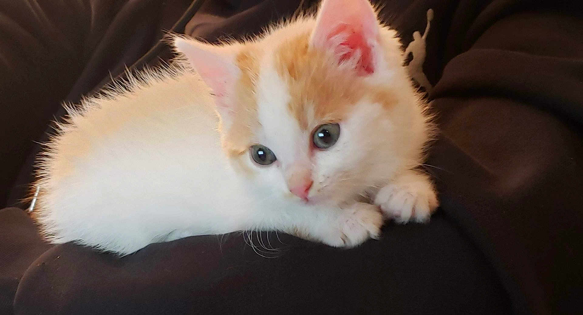 Tobi