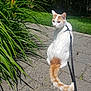 cat, white_cat, orange_cat, harness, leash, outdoor, garden, greenery, flowers, pathway, sunlight, shadow, grass, curious, pet, animal, nature, summer, back_view, feline
