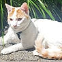 Tobi joined the competition — help win amazing prizes! cat, white_cat, orange_cat, animal, pet, outdoor, sunlight, pavement, plant, greenery, fur, tail, whiskers, relaxed, alert, nature, daylight, mammal, cute, domestic_animal