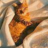 Møøn a rejoint le concours — aidez-le/la à gagner de superbes lots ! animal, bed, bedding, blanket, cat, cozy, ears, face, feline, green_eyes, indoors, lying_down, orange_fur, pet, portrait, relaxed, striped_fur, sunlight, tabby_cat, whiskers