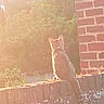 Møøn a rejoint le concours — aidez-le/la à gagner de superbes lots ! animal, architecture, back_view, backlighting, brick_wall, brickwork, cat, ears, fur, garden, golden_hour, greenery, outdoor, pet, residential, silhouette, sitting, sunlight, tabby_cat, tail