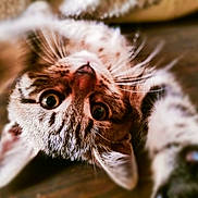 Møøn participe au concours pour gagner de l'argent avec cette photo : animal, brown_fur, cat, cats, close_up, curious, feline, floor, funny, golden_eyes, indoor, pet, playful, portrait, tabby, upside_down, whiskers, white_fur, wide_eyes, wooden_floor