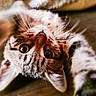 animal, brown_fur, cat, cats, close_up, curious, feline, floor, funny, golden_eyes, indoor, pet, playful, portrait, tabby, upside_down, whiskers, white_fur, wide_eyes, wooden_floor