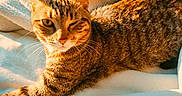 Møøn participe au concours pour gagner de l'argent avec cette photo : animal, bed, blanket, cat, closeup, feline, fur, green_eyes, indoors, lying_down, pet, portrait, relaxed, sleeping_area, striped_fur, sunlight, tabby, warm_lighting, whiskers, winking