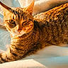 animal, bed, blanket, cat, closeup, feline, fur, green_eyes, indoors, lying_down, pet, portrait, relaxed, sleeping_area, striped_fur, sunlight, tabby, warm_lighting, whiskers, winking