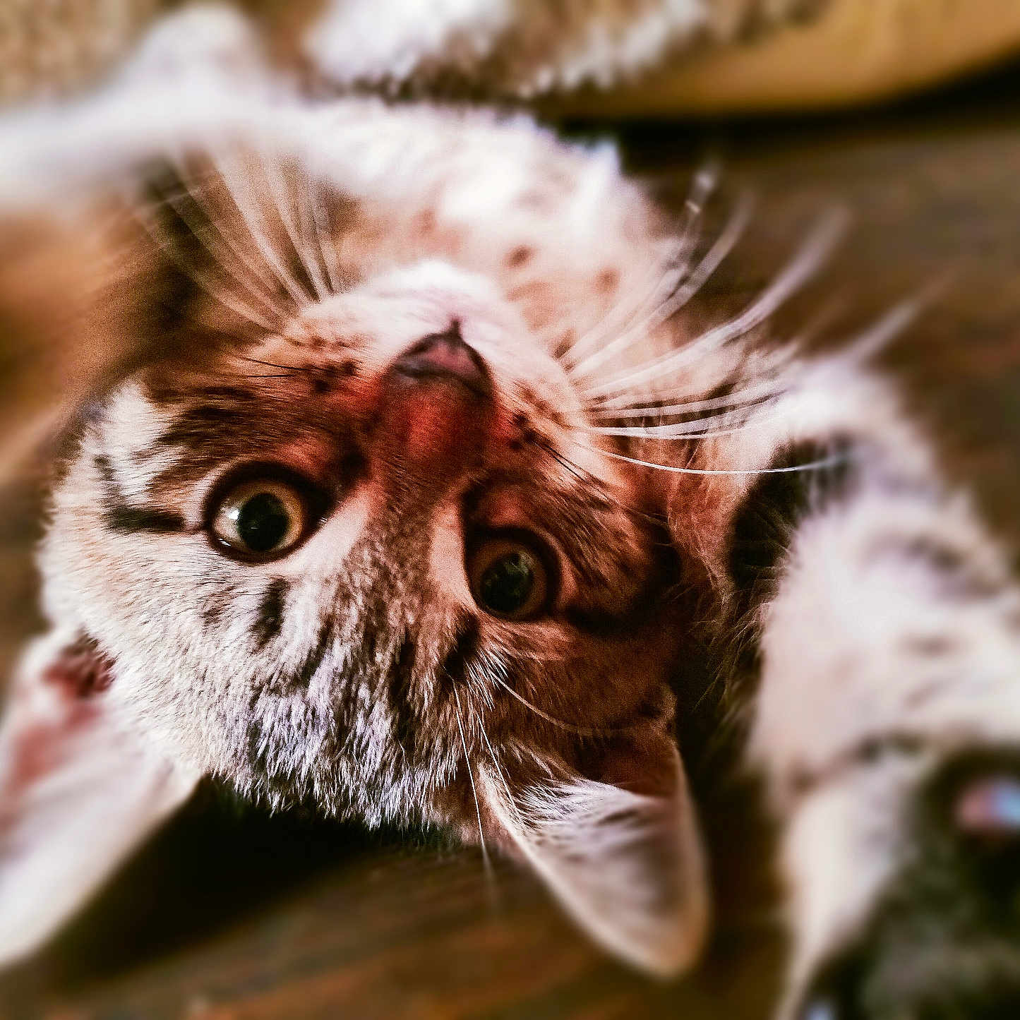 Petite Bouille