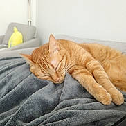 Riky participe au concours pour gagner de l'argent avec cette photo : animal, blanket, cat, comfort, cozy, cushion, feline, fur, gray_blanket, home, indoor, living_room, orange_cat, pet, relaxation, resting, sleeping, soft_texture, tabby, whiskers