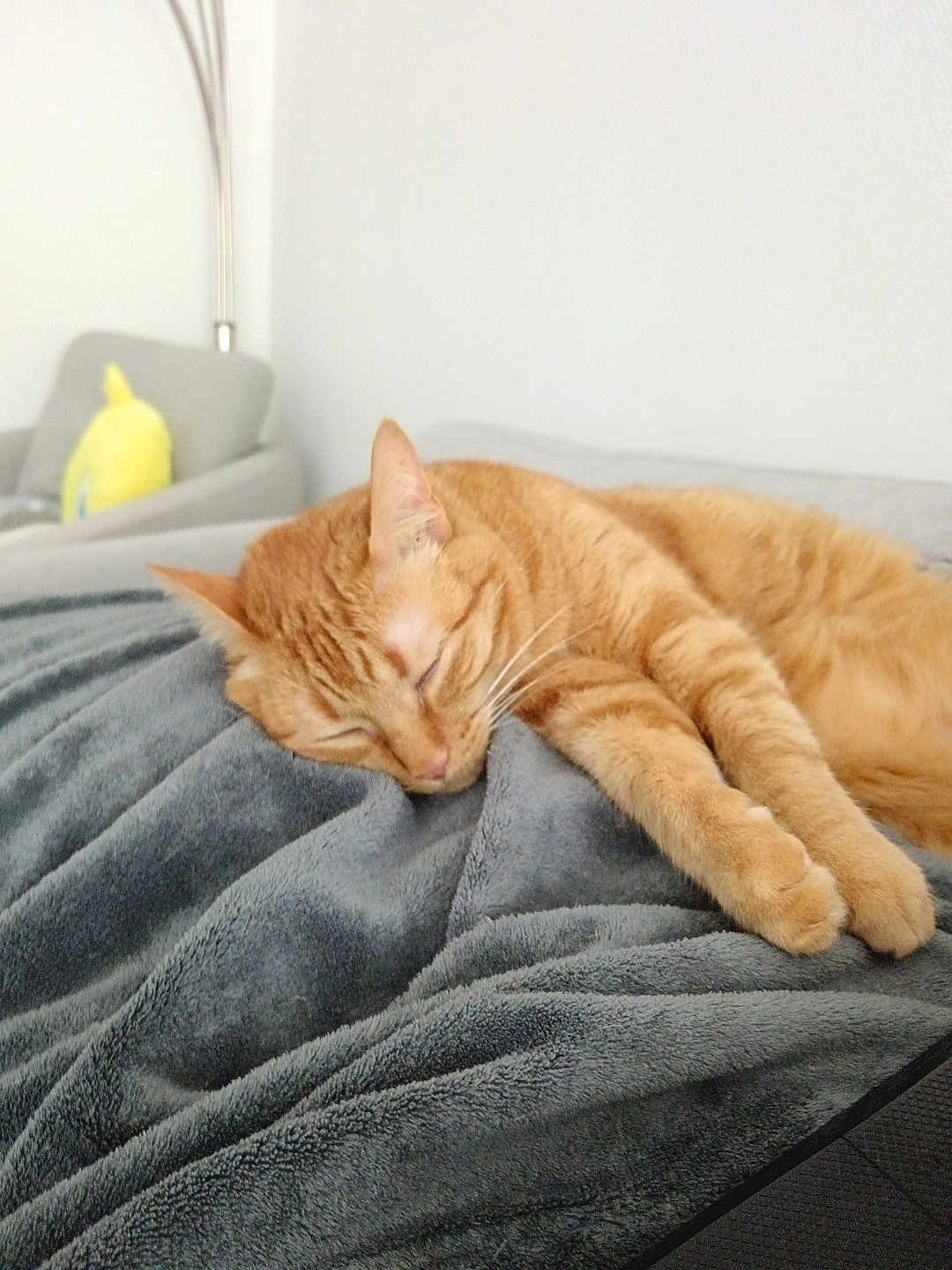Riky participe au concours pour gagner de l'argent avec cette photo : animal, blanket, cat, comfort, cozy, cushion, feline, fur, gray_blanket, home, indoor, living_room, orange_cat, pet, relaxation, resting, sleeping, soft_texture, tabby, whiskers