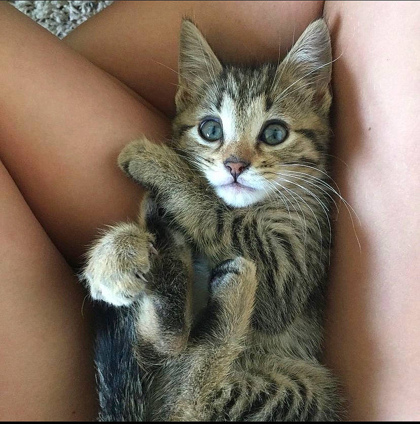 Billie joined the competition — help win amazing prizes! carnivore, cat, claw, domestic_short_haired_cat, felidae, fur, gesture, human_leg, nail, paw, small_to_medium_sized_cats, thigh, whiskers