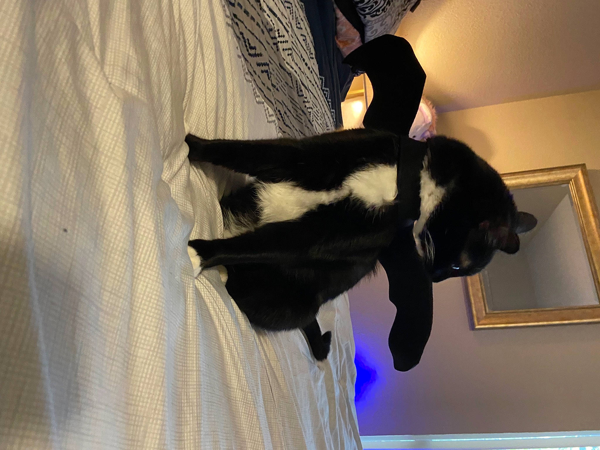 Kitten is registered to the contest to win money with this photo: black_cat, canidae, carnivore, cat, comfort, companion_dog, dog_breed, domestic_short_haired_cat, felidae, formal_wear, fur, gesture, linens, sleeve, small_to_medium_sized_cats, snout, sporting_group, tail, whiskers, window