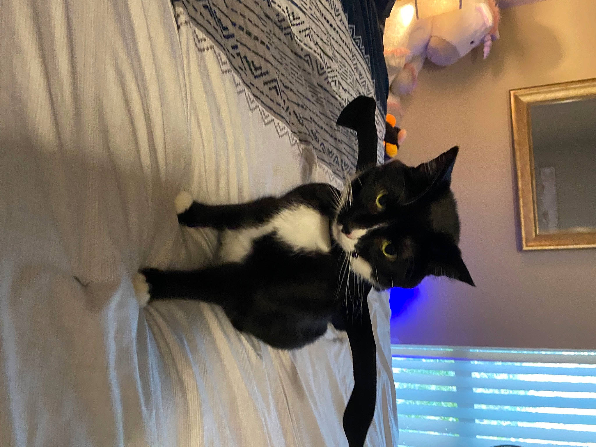 Kitten joined the competition — help win amazing prizes! black_cat, carnivore, cat, ceiling, domestic_short_haired_cat, felidae, fur, hardwood, light_fixture, picture_frame, plant, room, shadow, small_to_medium_sized_cats, tail, tree, whiskers, window, wood