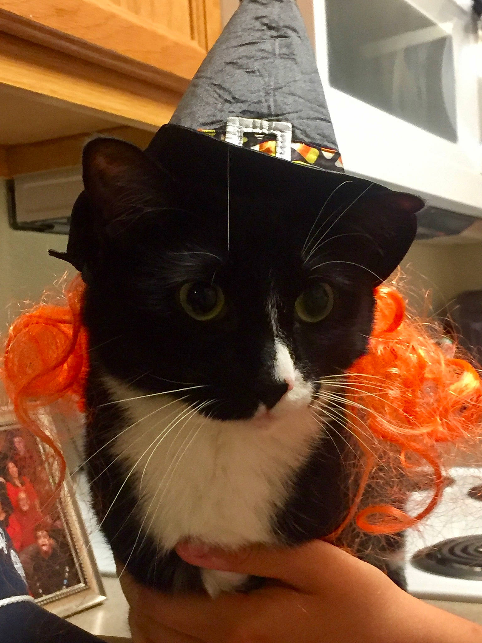 Kitten joined the competition — help win amazing prizes! carnivore, cat, cone, costume_hat, domestic_short_haired_cat, fashion_accessory, felidae, fur, hat, paper_product, party_hat, party_supply, pet_supply, room, small_to_medium_sized_cats, tail, whiskers