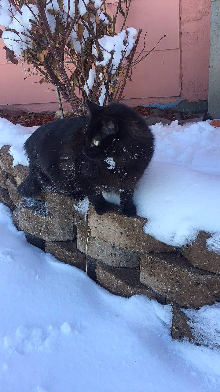 Puma Bear is registered to the contest to win money with this photo: automotive_tire, black_cat, canidae, carnivore, cat, dog_breed, domestic_short_haired_cat, felidae, freezing, fur, small_to_medium_sized_cats, snout, snow, sporting_group, tail, tree, twig, whiskers, window, winter