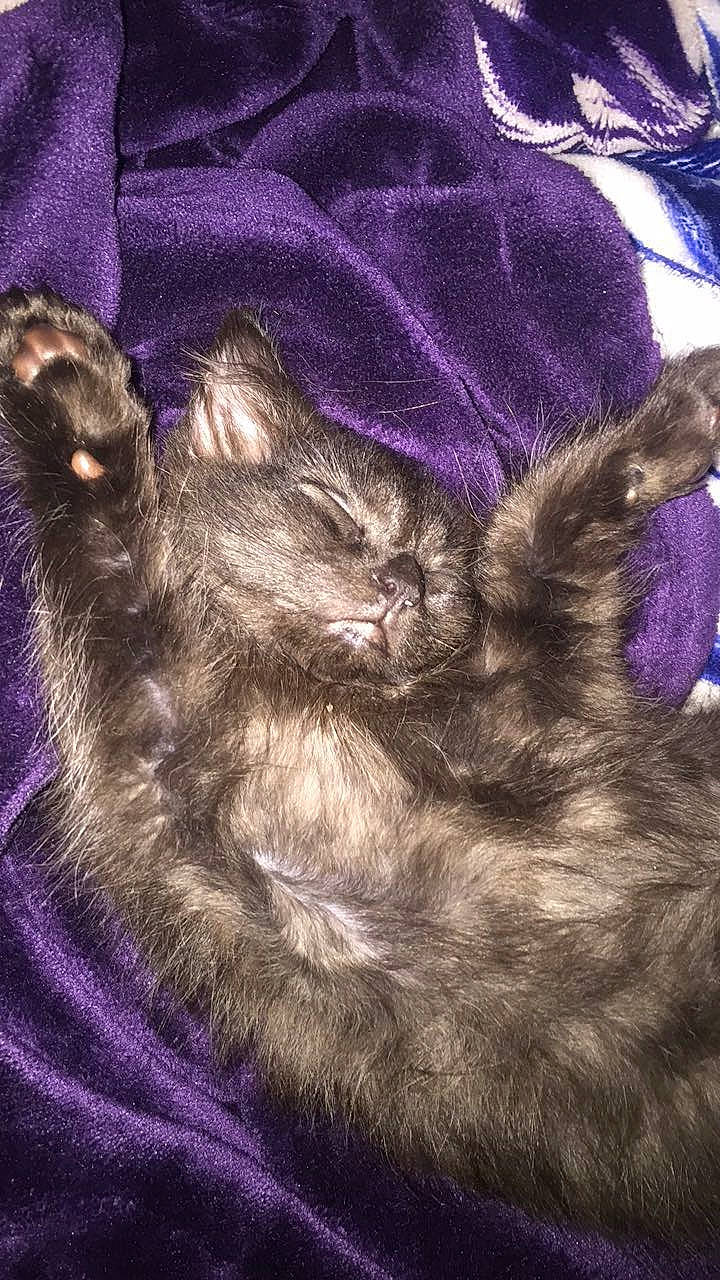 Puma Bear joined the competition — help win amazing prizes! carnivore, cat, claw, cloud, comfort, dog_breed, domestic_short_haired_cat, electric_blue, felidae, fur, grey, mammal, nap, paw, purple, small_to_medium_sized_cats, snout, tail, violet, whiskers