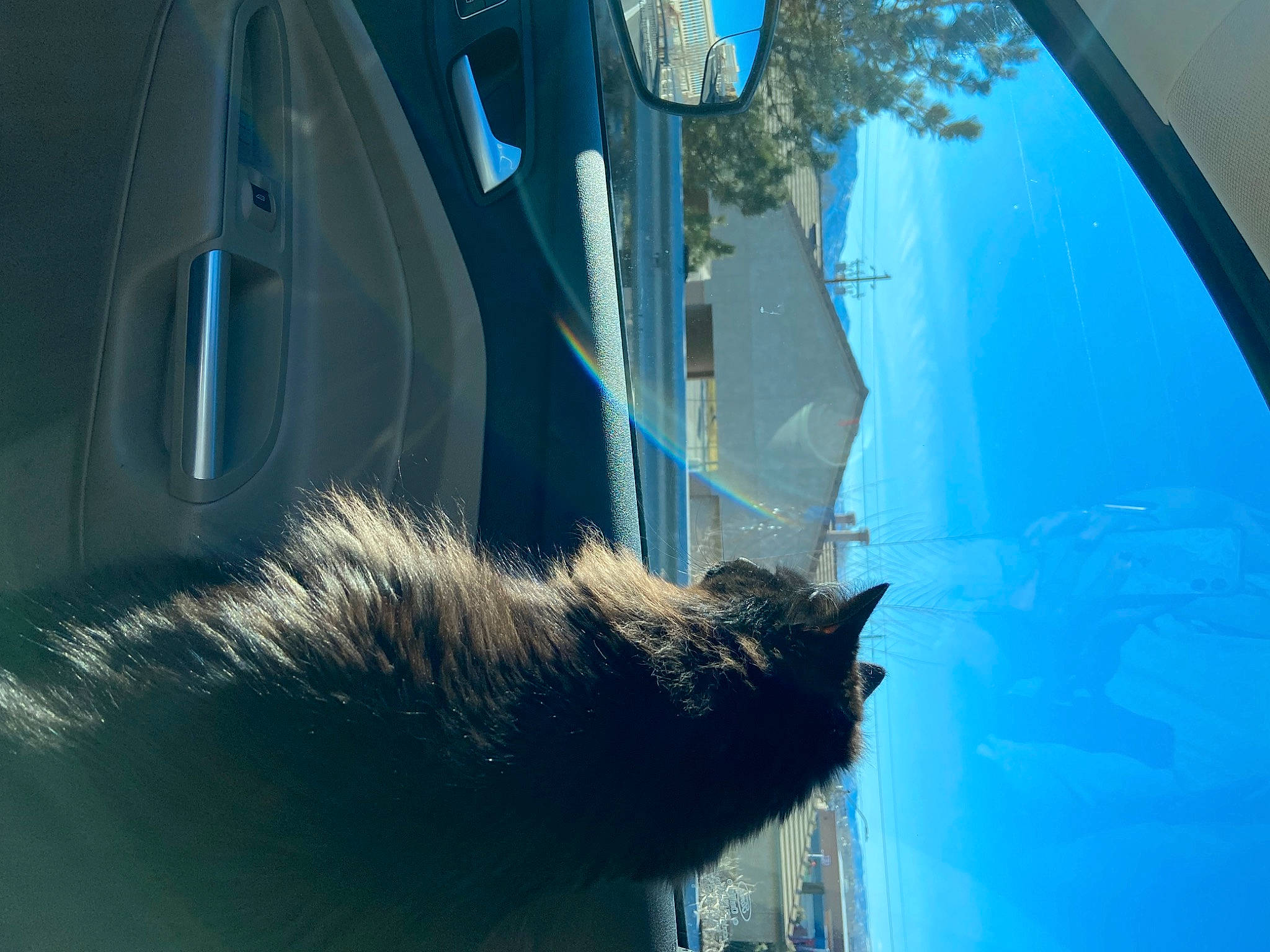 Puma Bear is registered to the contest to win money with this photo: automotive_mirror, automotive_window_part, azure, carnivore, cat, electric_blue, felidae, glass, house, sky, tail, tints_and_shades, tree, vehicle, vehicle_door, water, whiskers, window, windscreen_wiper, windshield