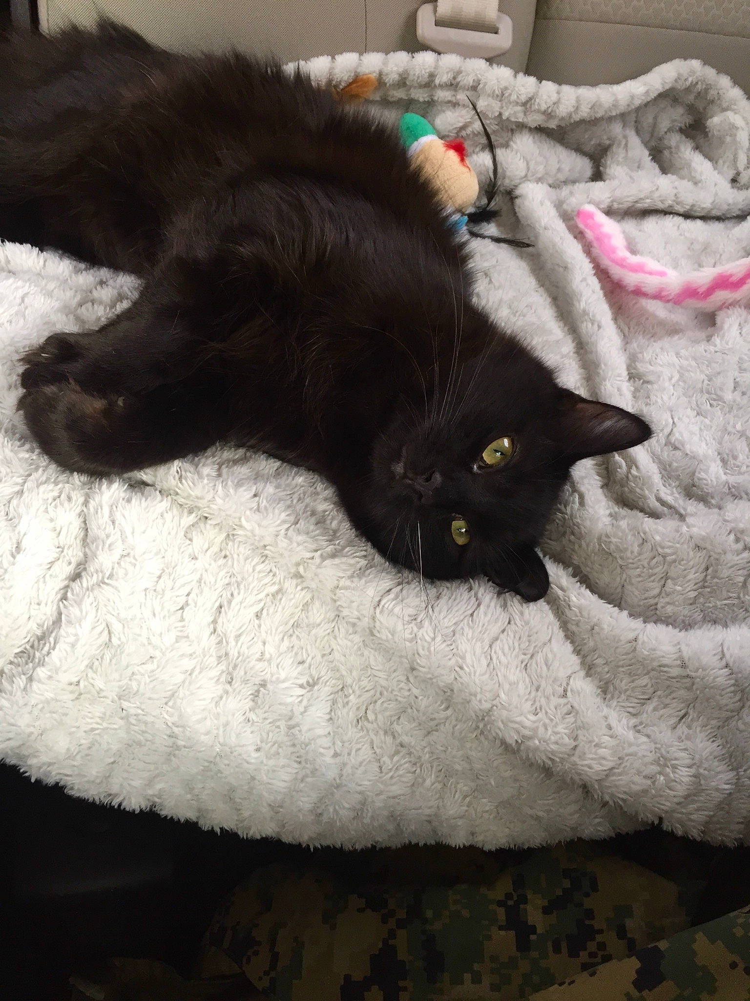 Puma Bear is registered to the contest to win money with this photo: bedding, black_cat, bombay, carnivore, cat, claw, comfort, domestic_short_haired_cat, felidae, flooring, fur, grey, linens, nap, small_to_medium_sized_cats, snout, tail, vertebrate, whiskers, wood