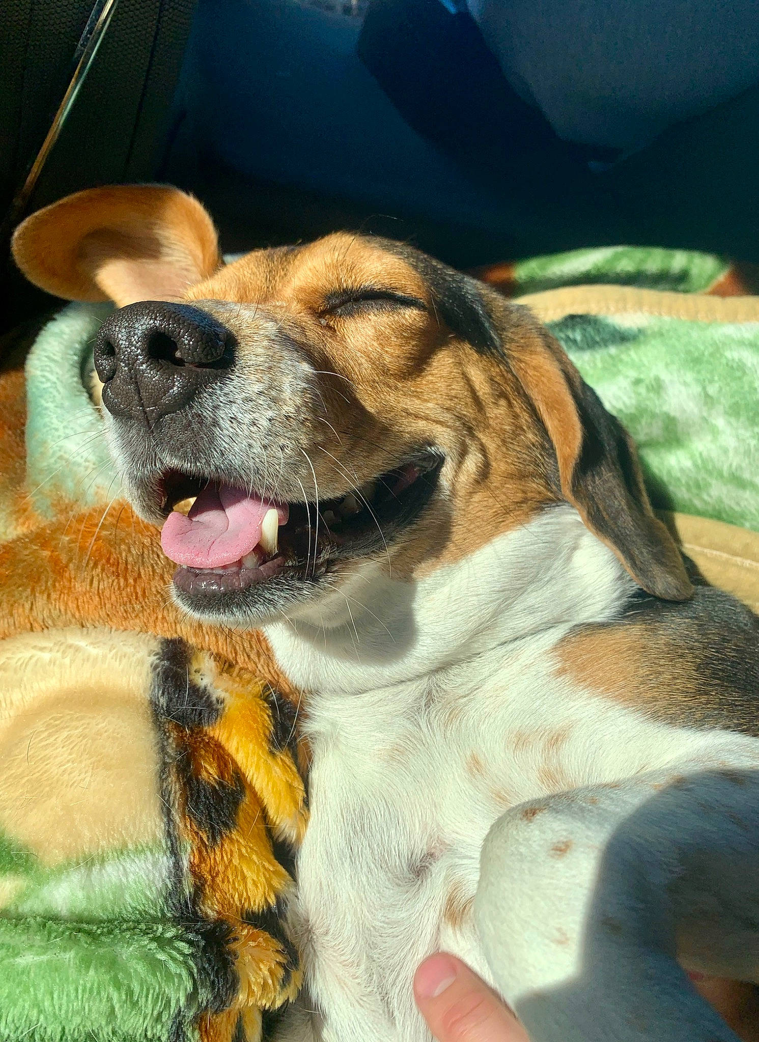 Bell joined the competition — help win amazing prizes! basset_hound, beagle, carnivore, collar, companion_dog, dog, dog_breed, fawn, finnish_hound, fur, giant_dog_breed, hound, paw, puppy_love, scent_hound, snout, sporting_group, whiskers, working_animal, working_dog