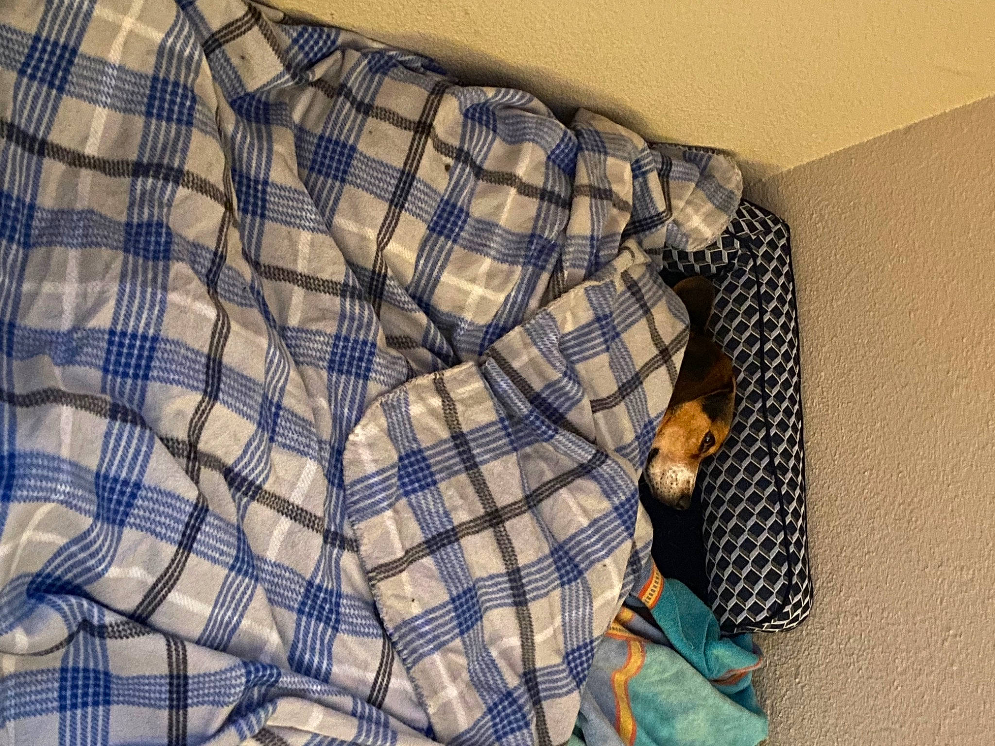 Bell is registered to the contest to win money with this photo: baby_toddler_clothing, button, collar, comfort, denim, dress_shirt, electric_blue, linens, pattern, plaid, room, sleeve, t_shirt, tartan, textile, wood, woven_fabric