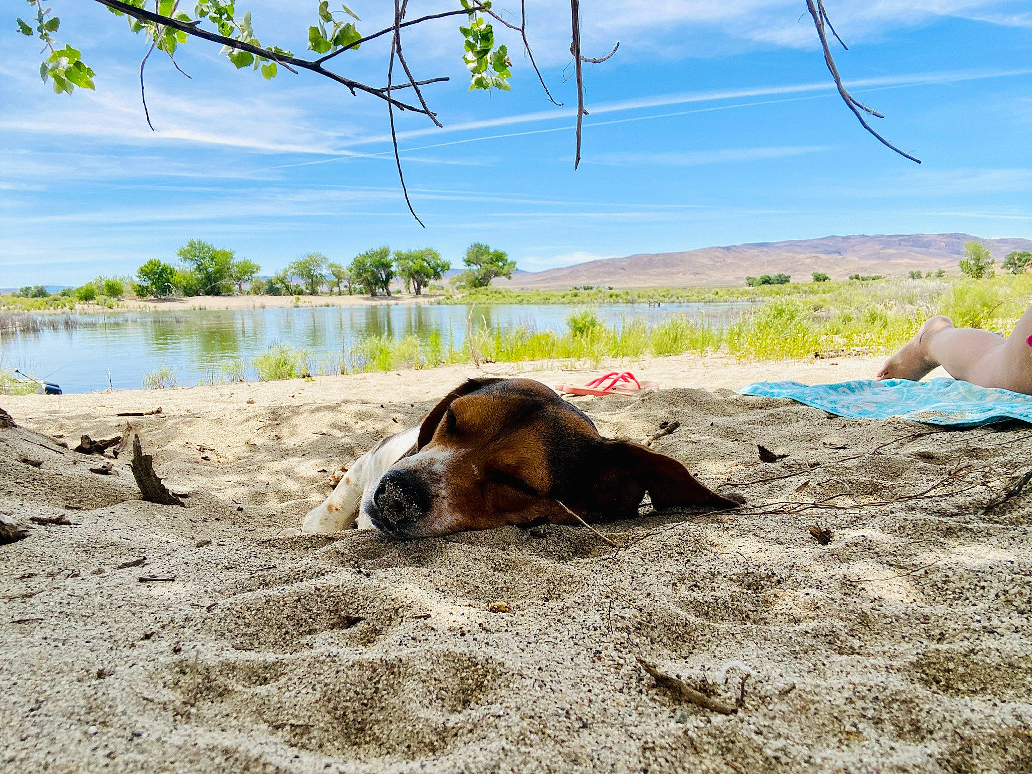 Bell is registered to the contest to win money with this photo: beach, carnivore, cloud, coastal_and_oceanic_landforms, companion_dog, dog, dog_breed, grass, lake, landscape, leisure, natural_landscape, plant, shore, sky, sporting_group, tree, water, wood, working_animal