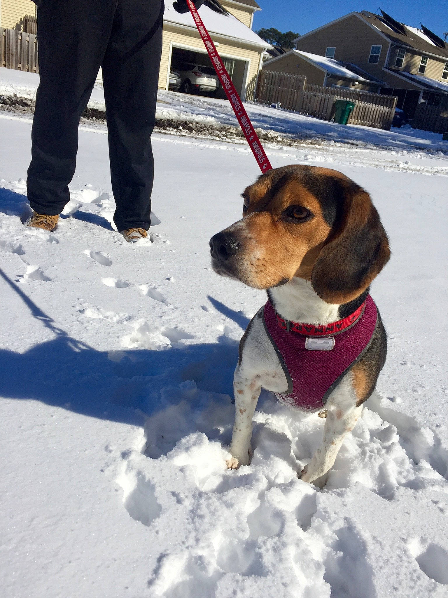 Bell joined the competition — help win amazing prizes! active_pants, canidae, carnivore, collar, companion_dog, dog, dog_breed, dog_collar, dog_supply, fawn, freezing, hound, leash, pet_supply, recreation, scent_hound, snout, snow, sporting_group, winter