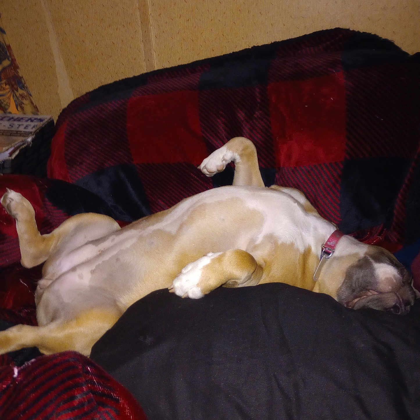 Rozy joined the competition — help win amazing prizes! animal, bed, blanket, box, boxer, bulldog, canine, chair, couch, cushion, dog, furniture, homedecor, hound, indoors, person, pet, pitbull, puppy, sleeping